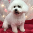 The New York Groomer - Pet Grooming