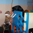 Club Canine Doggie Daycare