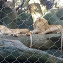 Siegfried & Roy Theater - Zoos