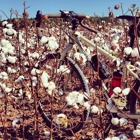 Thompson Farm & Nursery