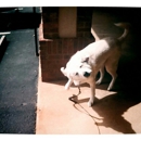 U Dirty Dog - Pet Grooming