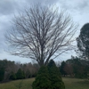 Fredy's Tree Service gallery