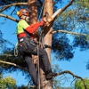 New Beginnings Tree Service gallery