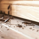 Knock 'em Dead Pest Control - Pest Control Equipment & Supplies