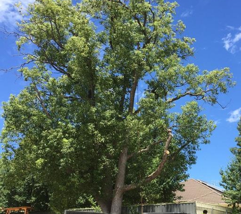 CTL Services - Tree Removal Adelaide - Norwood, SA. Camphaloral tree