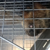 Homestead Wildlife Control gallery