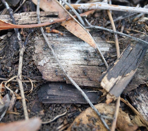 Total Pest Services - Dalby, QLD