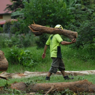 A Accurate Tree Services - Joyner, QLD