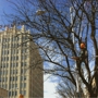 Arborlogical Trees & Turf