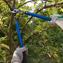 Skyline Timber - Tree Service