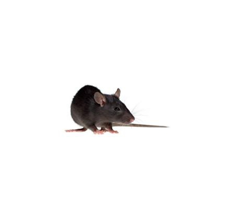 Western AllPest Services Pty Ltd - South Bunbury, WA