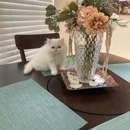 Persian Jewel Cattery - Pet Breeders