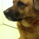 Courthouse Veterinary Clinic - Veterinarians