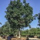 Moon Valley Nurseries