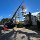 Wayne's Tree Service - Tree Service
