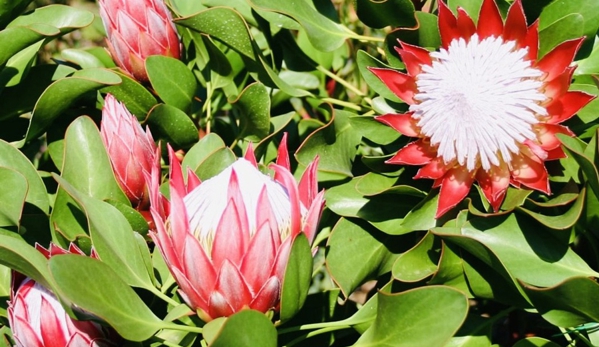 Stoneman's Garden Centre - Glenorchy, TAS. Proteas