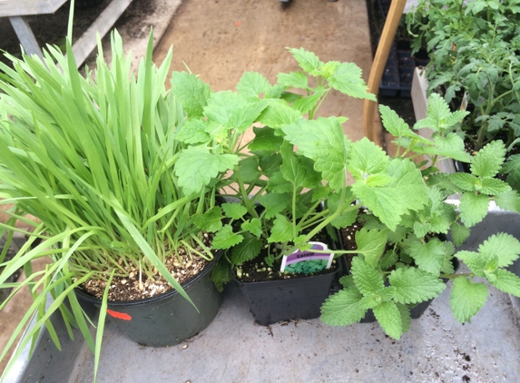 Black Creek Greenhouses - East Earl, PA