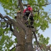 Tree Service Experts Pasadena MD gallery