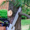 Morys Tree Service gallery