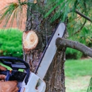Morys Tree Service - Tree Service