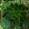 Sandra's & Donath's Florist gallery
