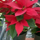 Blue Mount Nursery Inc
