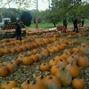White House Fruit Farm gallery