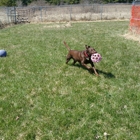 CountryTyme Dog, Cat and Horse Boarding