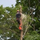 Area Tree Service