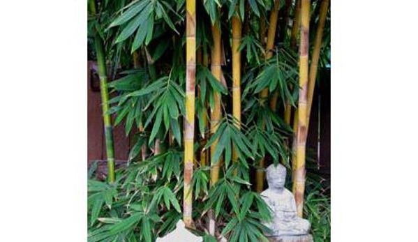 Bamboos Wholesale - Boreen Point, QLD