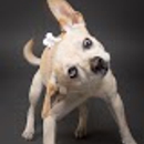 Arizona Small Dog Rescue - Animal Shelters