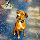 The Complete K9 West Virginia
