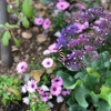 Marshall Butterfly Pavilion gallery