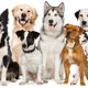 Brown's Dog Training Lodging & More