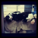 Austin Animal Center - Animal Shelters