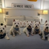 Foxcreek Kennel gallery