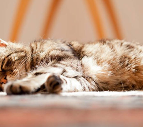 Peninsula Vet Care - Rye, VIC