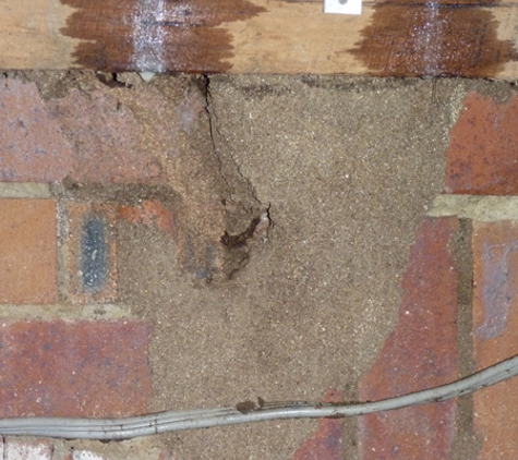 Cure-All White Ant Man. Termite Nest