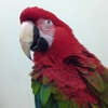 Center For Avian & Exotic Medicine gallery