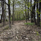 Back 40 Dirt and Timber