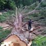 Blue Ridge Tree Services