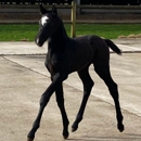 Global Horses Management - Horse Breeders