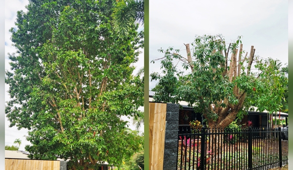 LTM Trees