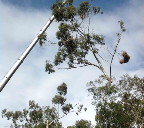 Steve's Tree Cutting - Wurtulla, QLD