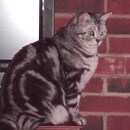 Bootsie American Shorthair Cats - Pet Breeders
