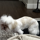 Bow Tie Mobile Pet Grooming