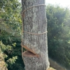 The Tree Feller gallery