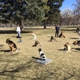 Dog Training Elite Salt Lake City