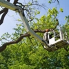 Mitchells Tree Service gallery