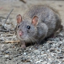 Royal Pest Service Inc - Pest Control Services